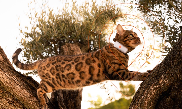 cat with weenect tracker in tree