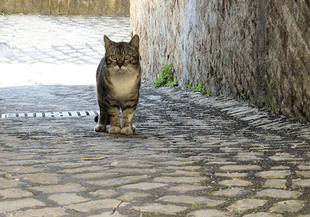 lost cat alone in an alley