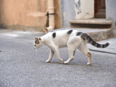 cat alone street