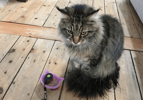 young Mainecoon cat waiting to play with a clicker