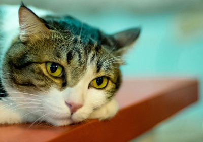 cat breed quiz