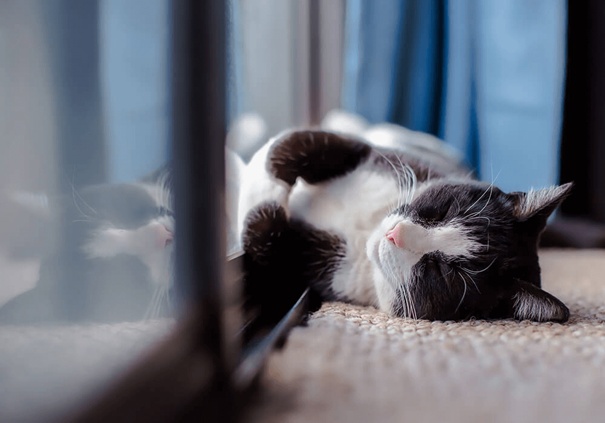 black and white cat lying in the sun