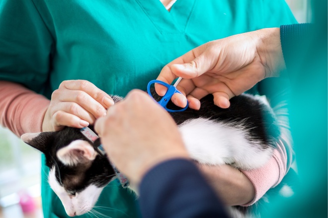 cat microchip