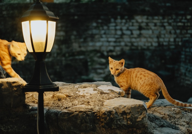 Zwei Katzen auf einer niedrigen Mauer in der Stadt