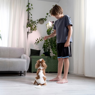 A Cavalier King Charles playing with its owner