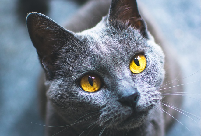 Un chartreux gris en gros plan