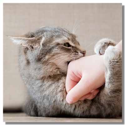 Un chat agressif sur une main