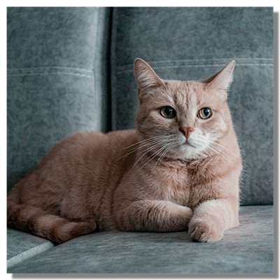 Un chat allongé sur un canapé