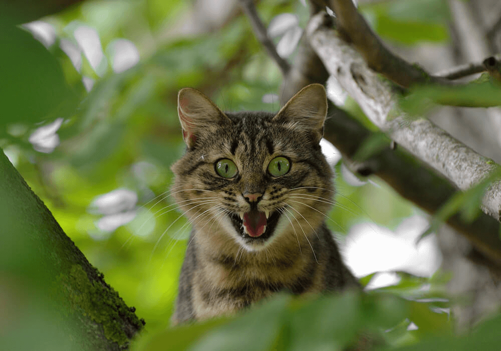 Chat apeuré dans un arbre