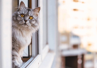 chat appartement original