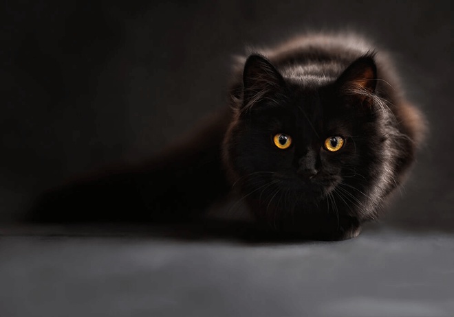 Chat noir aux aguets