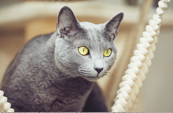 Un chat Bleu Russe et ses grands yeux jaunes