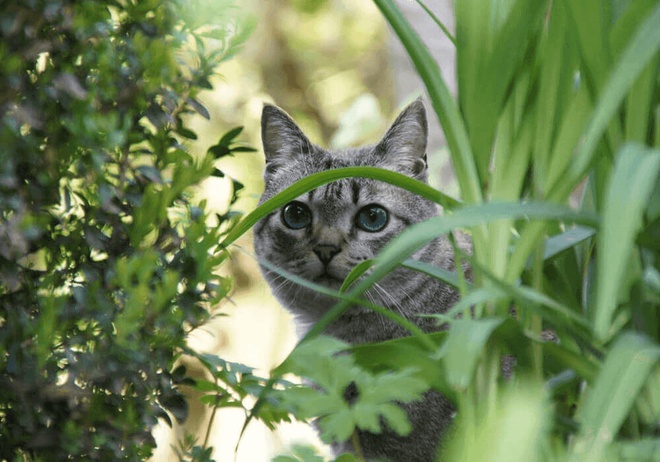 Chat disparu qui se cache dans les buissons