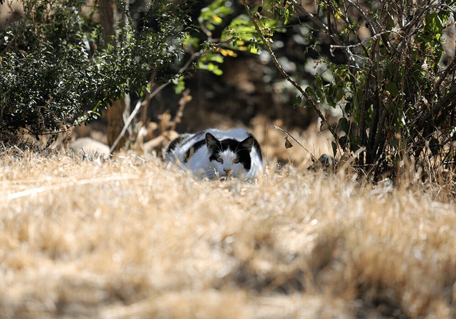 Un chat dans la nature à l’affût