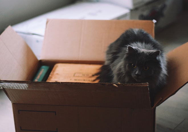 Un chat dans un carton