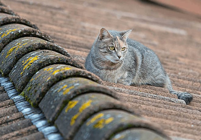 Chat De Gouttiere Ou Chat De Race Lequel Choisir