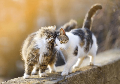 chat de gouttiere et chat de race original