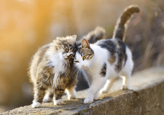 Chat de goutti re ou chat de race lequel choisir