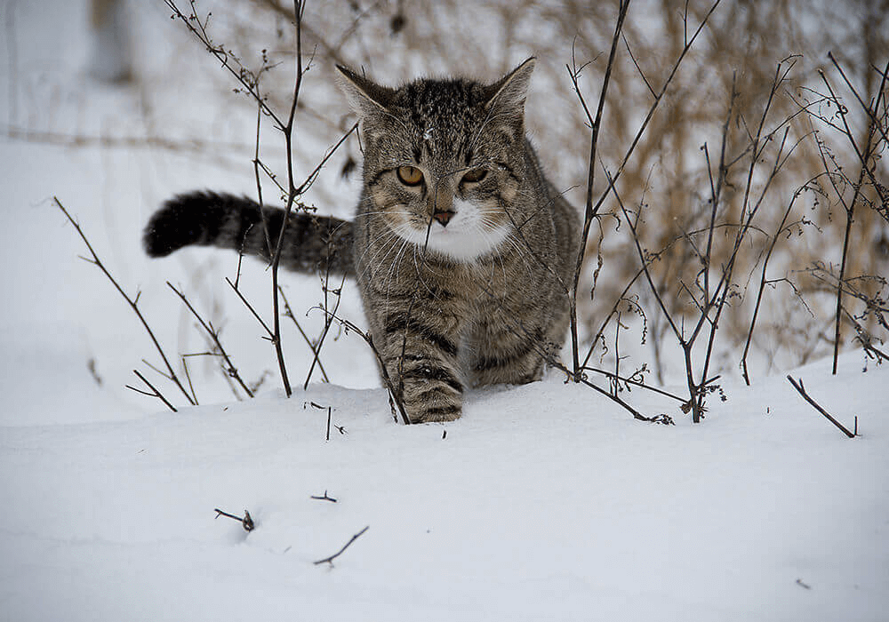 Chat de maison