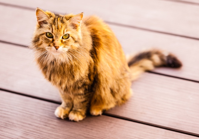 Un chat de race Norvégien roux