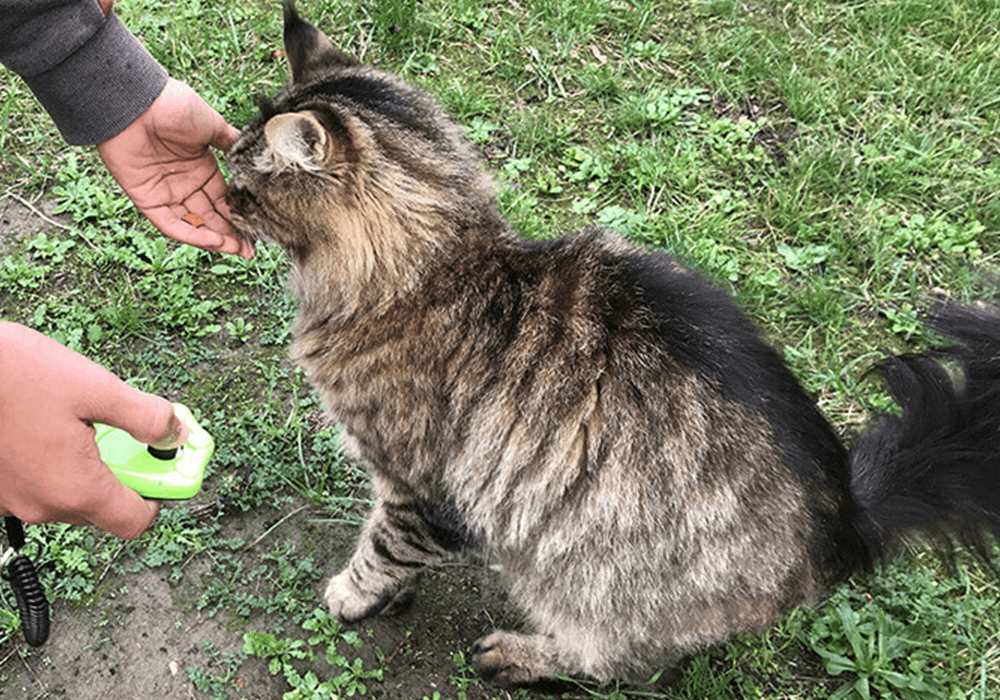 Pourquoi Eduquer Un Chien Ou Chat