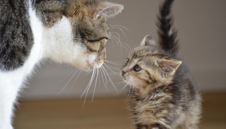 Un chat et un chaton qui se regardent