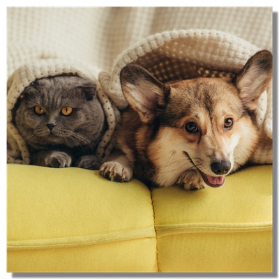 Un chat et un chien sur un canapé