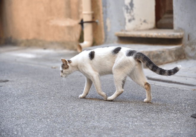 My indoor cat keeps running clearance outside