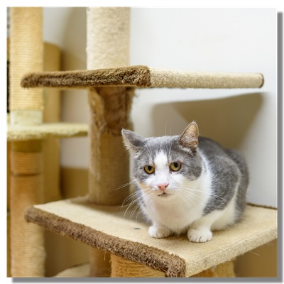 Un chat gris sur un arbre à chat