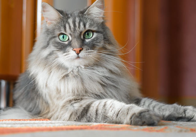 Un chat gris de race Sibérien