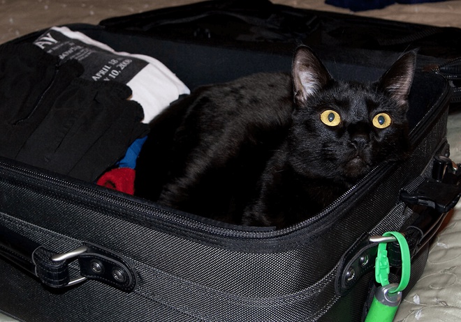 Un chat noir installé dans une valise