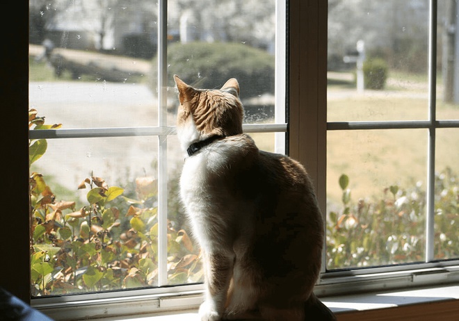 Un chat regarde l’extérieur par la fenêtre