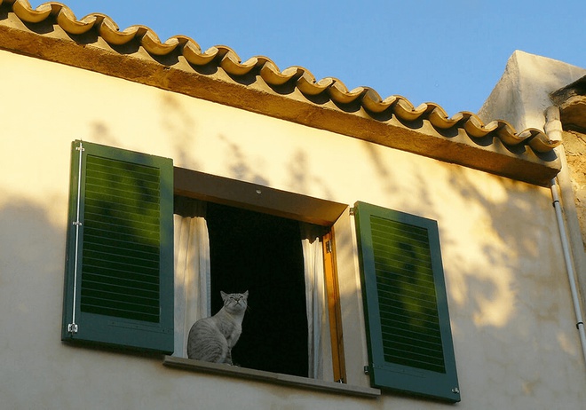 chat maison