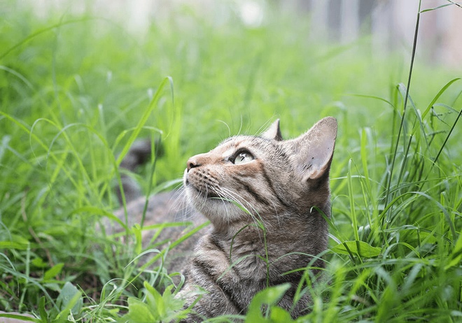 Un chat allongé dans les hautes herbes