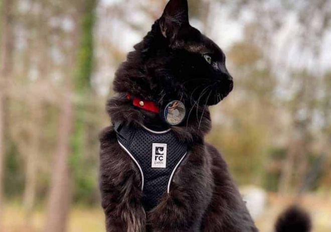 Collier de chat Airtag, collier de chat imperméable avec porte