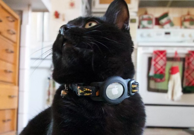 A black cat with an Airtag on their collar