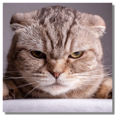 Un chat qui paraît en colère
