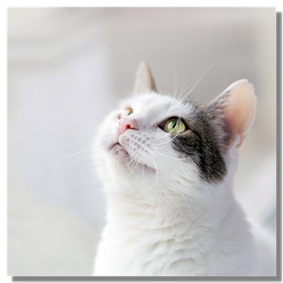 Un chat qui regarde en l’air