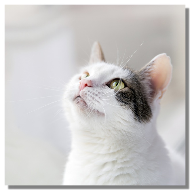 Un chat qui regarde en l’air