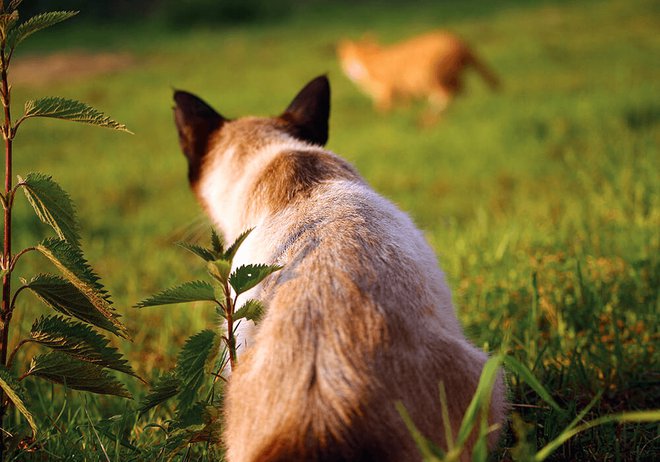 Comment Retrouver Un Chat Perdu En Campagne