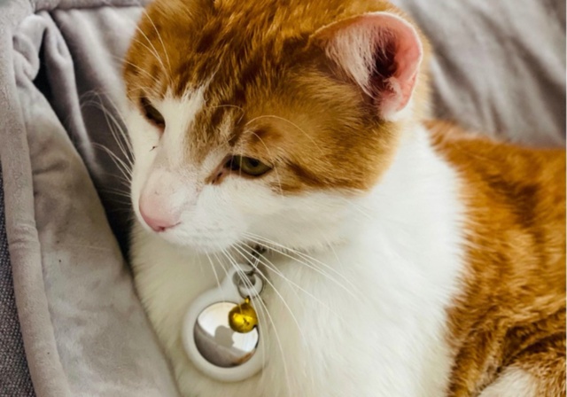 Un chat roux allongé et son airtag