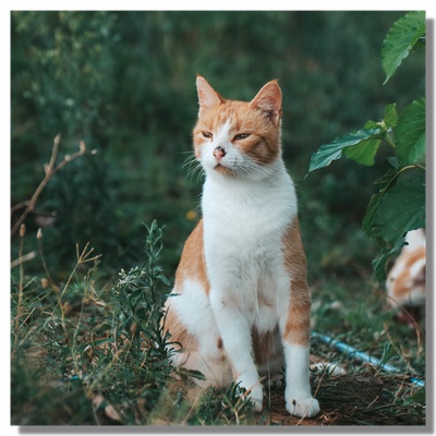 Un chat roux et blanc dans un jardin
