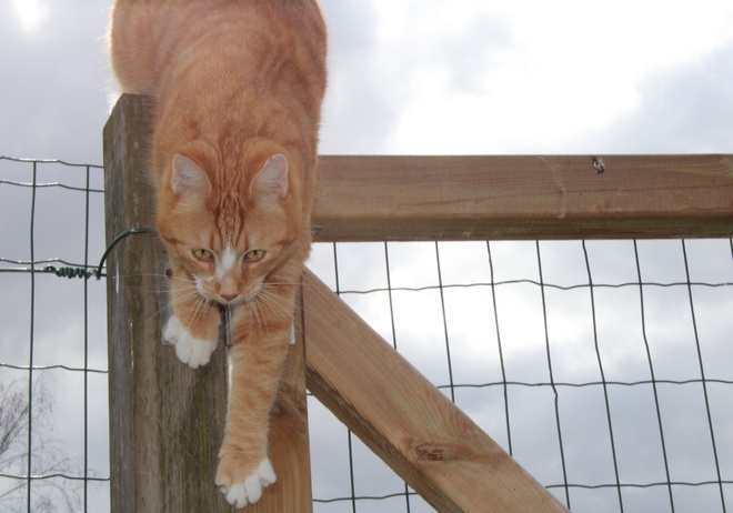 Bricoler une clôture anti fugue pour chat