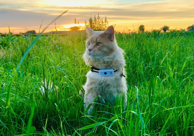 Un chat roux et son collier Wennect dans l’herbe