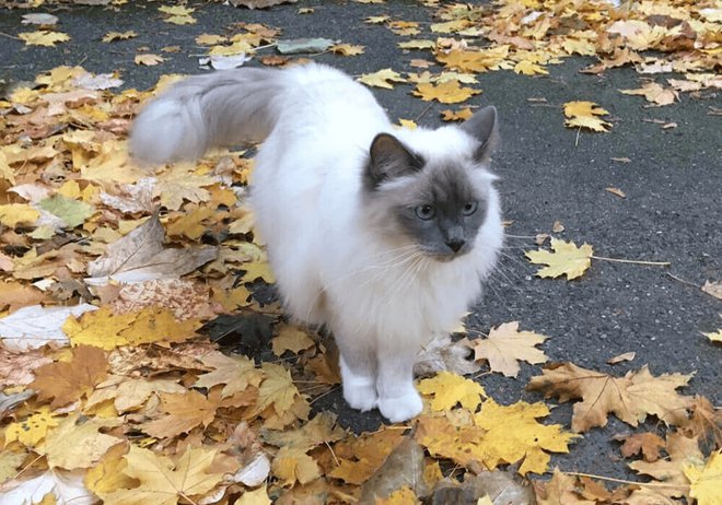 Les Races De Chat Mieux Les Connaitre Pour Mieux Choisir