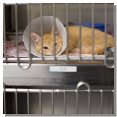 Un chat sauvé dans un refuge