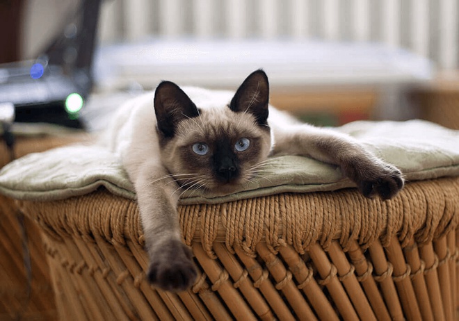 Le Siamois, un chat affectueux et joueur