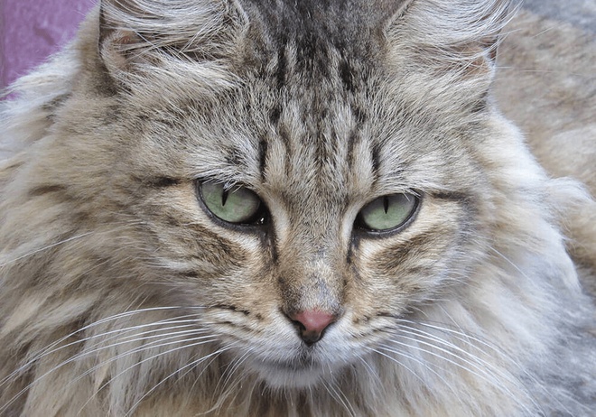 Le Sibérien, un chat hypoallergénique