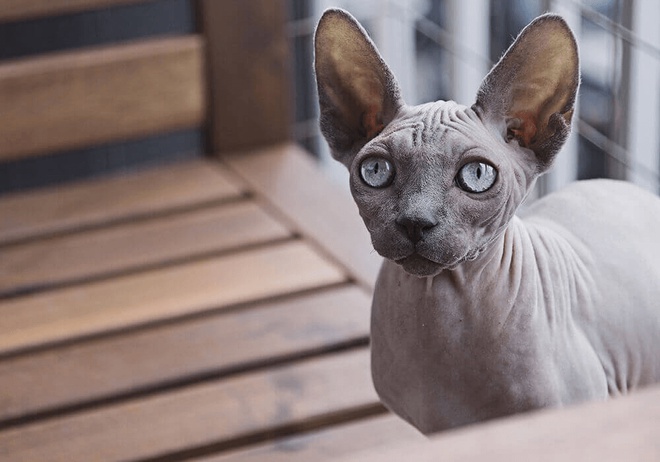 Un chat Sphynx assis
