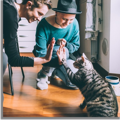 Un chat qui tape dans la main de son maître
